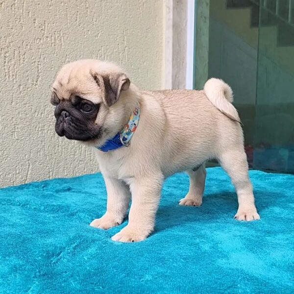 pug puppies oregon