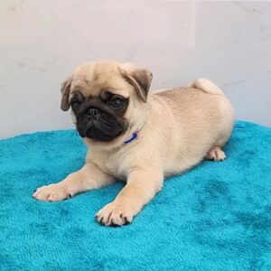 pug puppies oregon