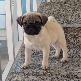 pug puppies price pug puppies price