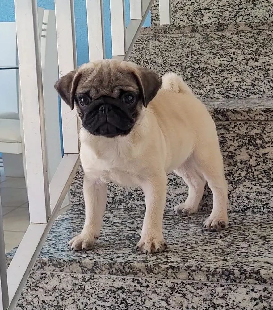 pug puppies price pug puppies price