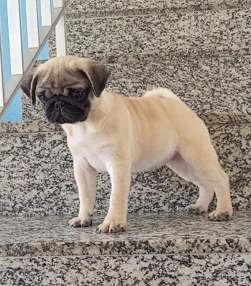 pug puppies price pug puppies price