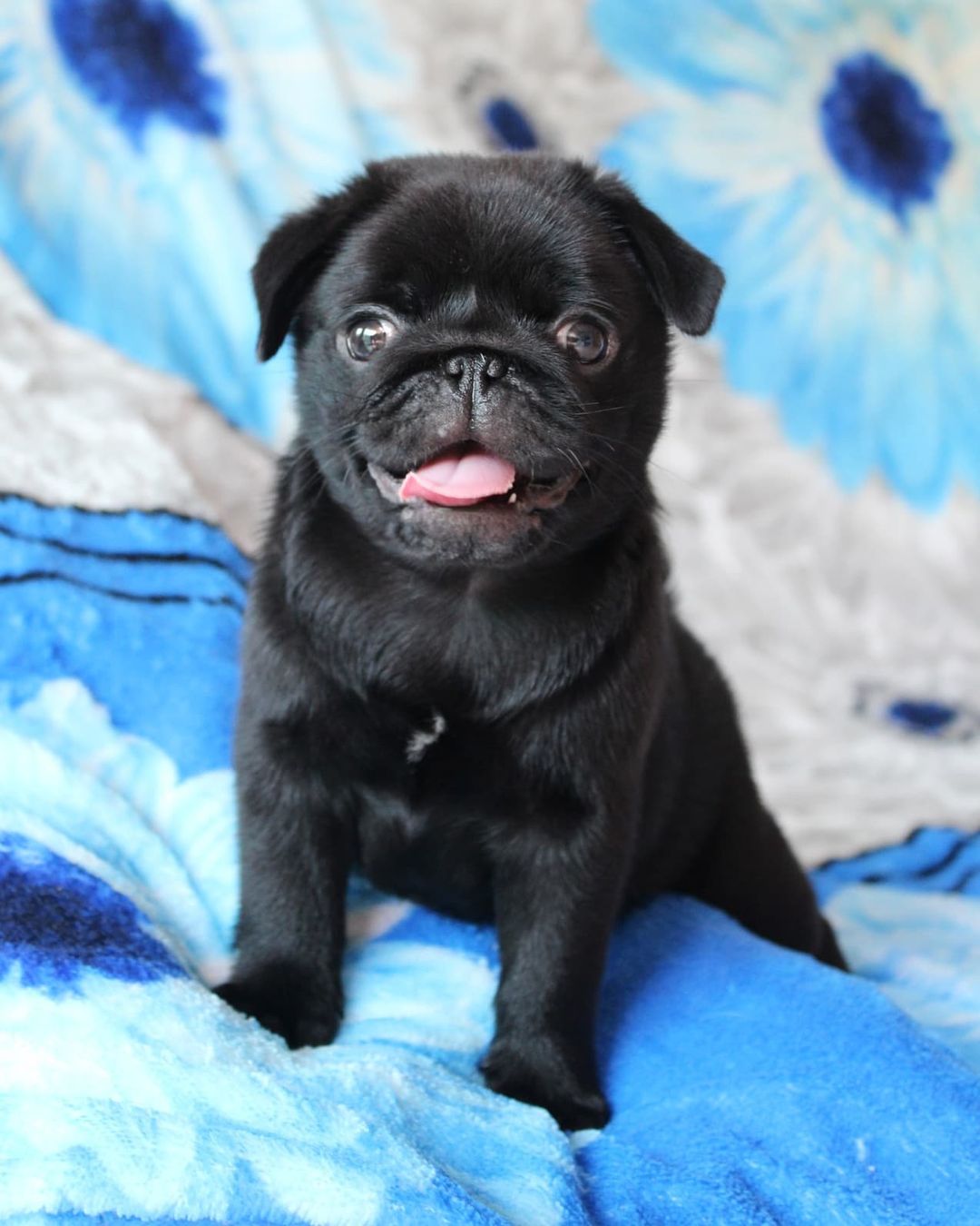 teacup fluffy pug puppies teacup fluffy pug puppies