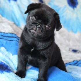 teacup fluffy pug puppies teacup fluffy pug puppies