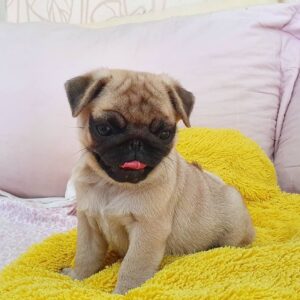 pug puppies for sale under $500