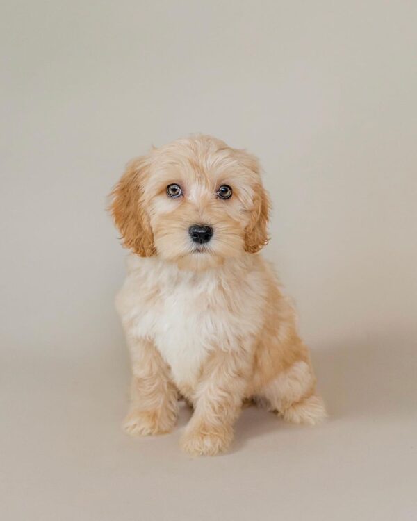 goldendoodle for sale