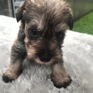 mini schnauzer puppies for sale near me