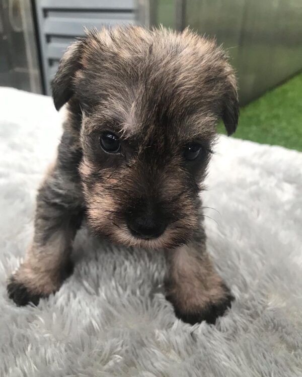 mini schnauzer puppies for sale near me