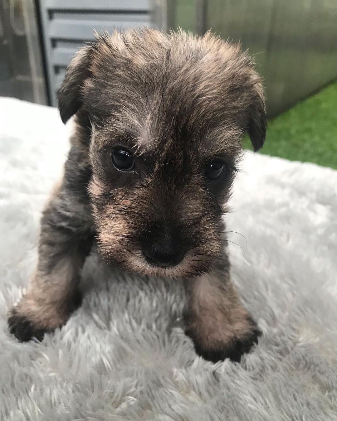 mini schnauzer puppies for sale near me mini schnauzer puppies for sale near me
