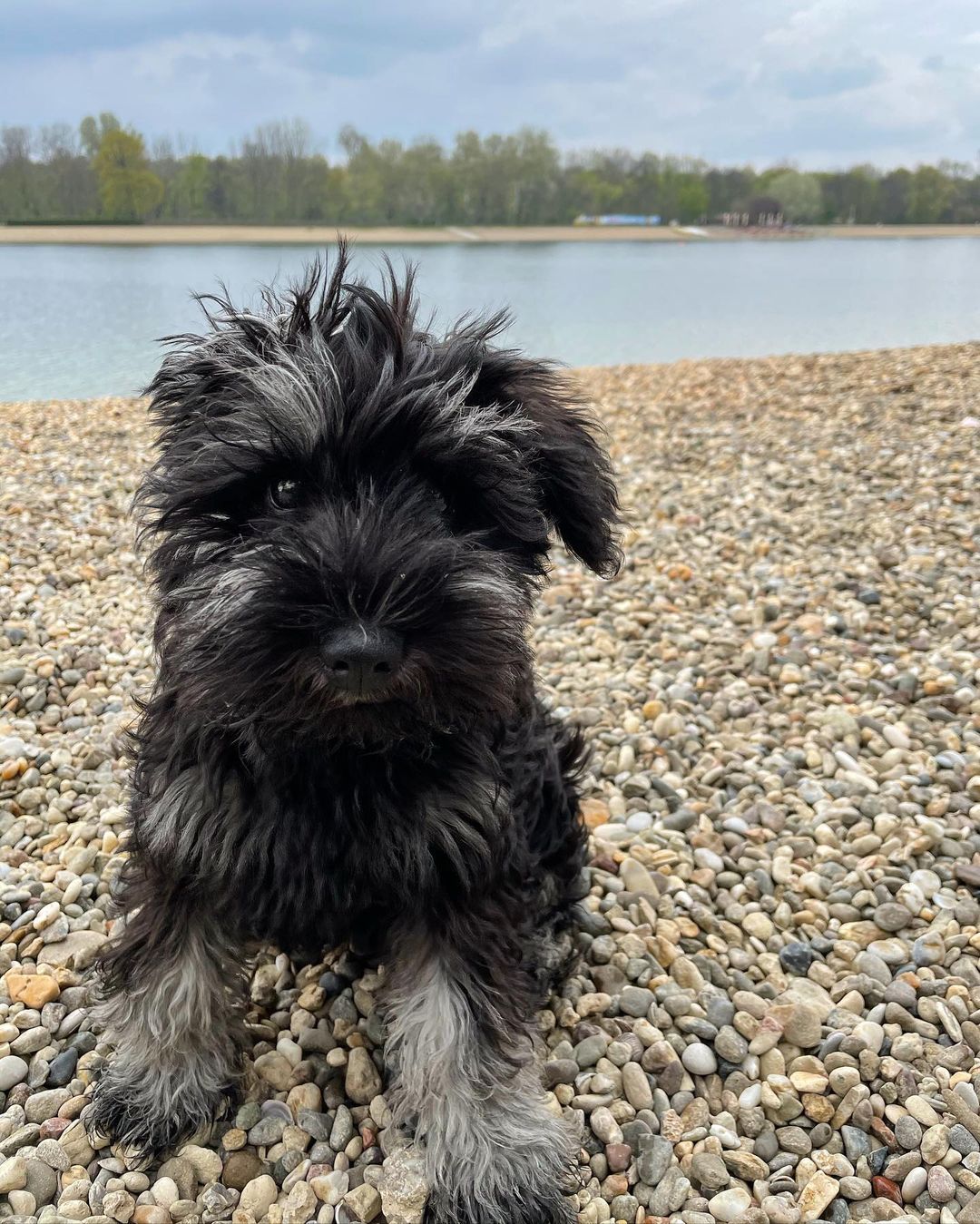 adopt a schnauzer adopt a schnauzer