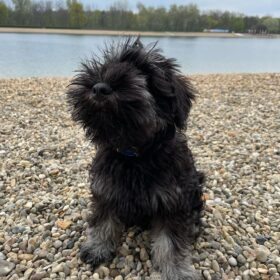 adopt a schnauzer adopt a schnauzer