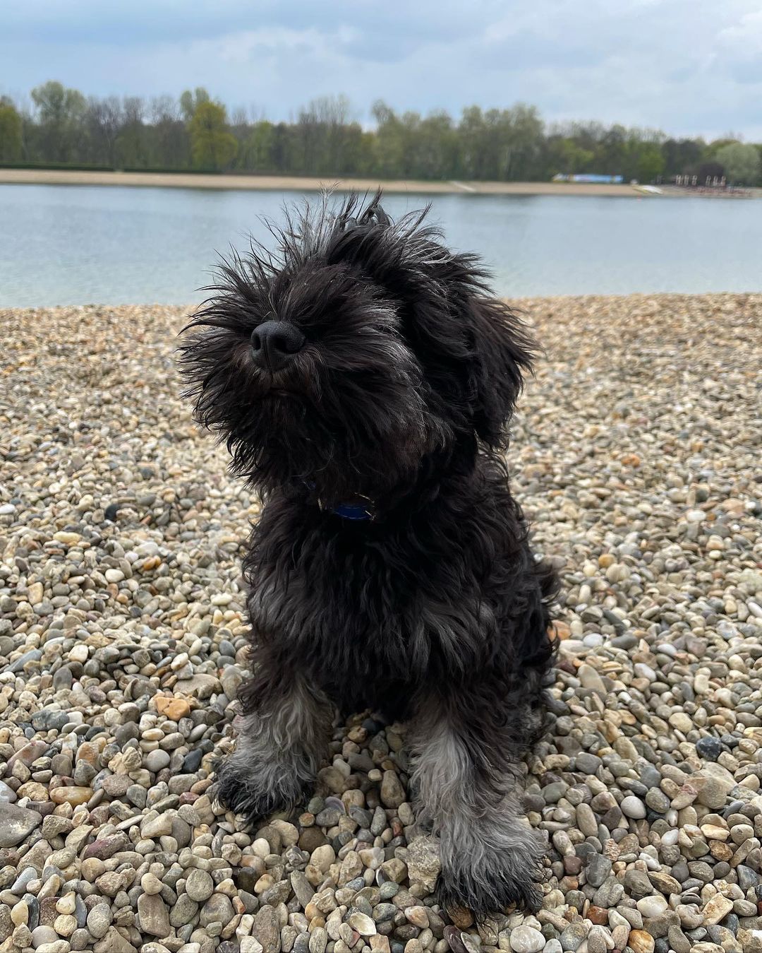 adopt a schnauzer adopt a schnauzer