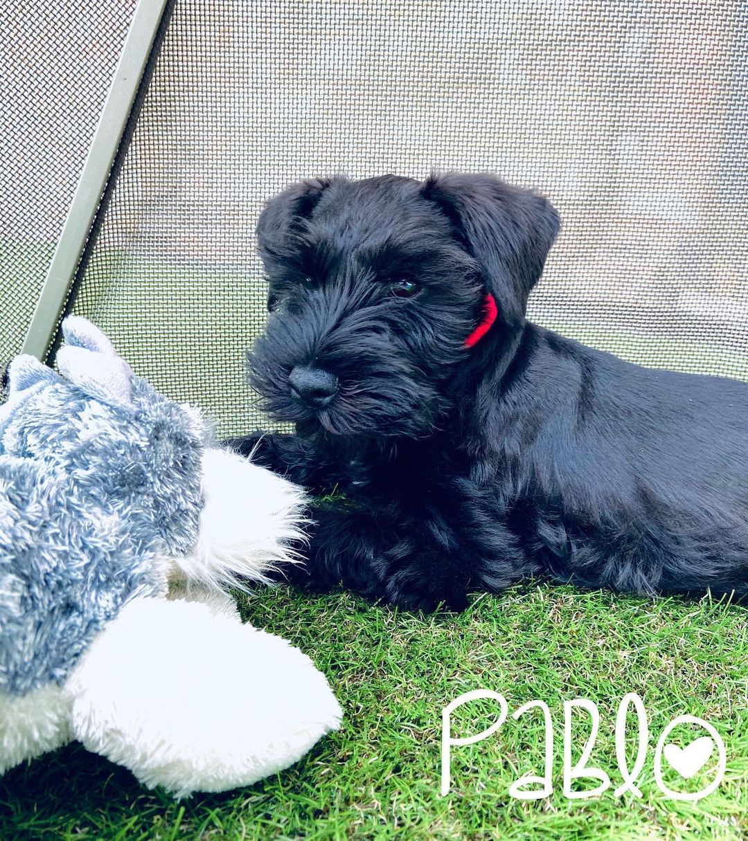 schnauzer for sale near me schnauzer for sale near me