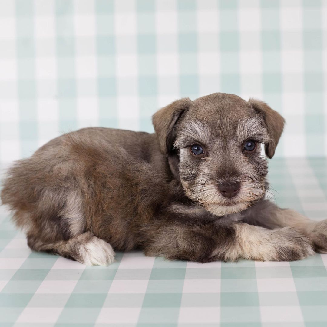 schnauzer miniature for sale schnauzer miniature for sale