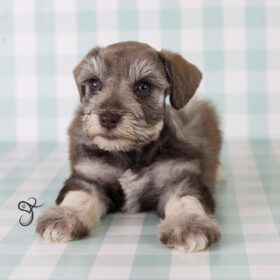 schnauzer miniature for sale schnauzer miniature for sale