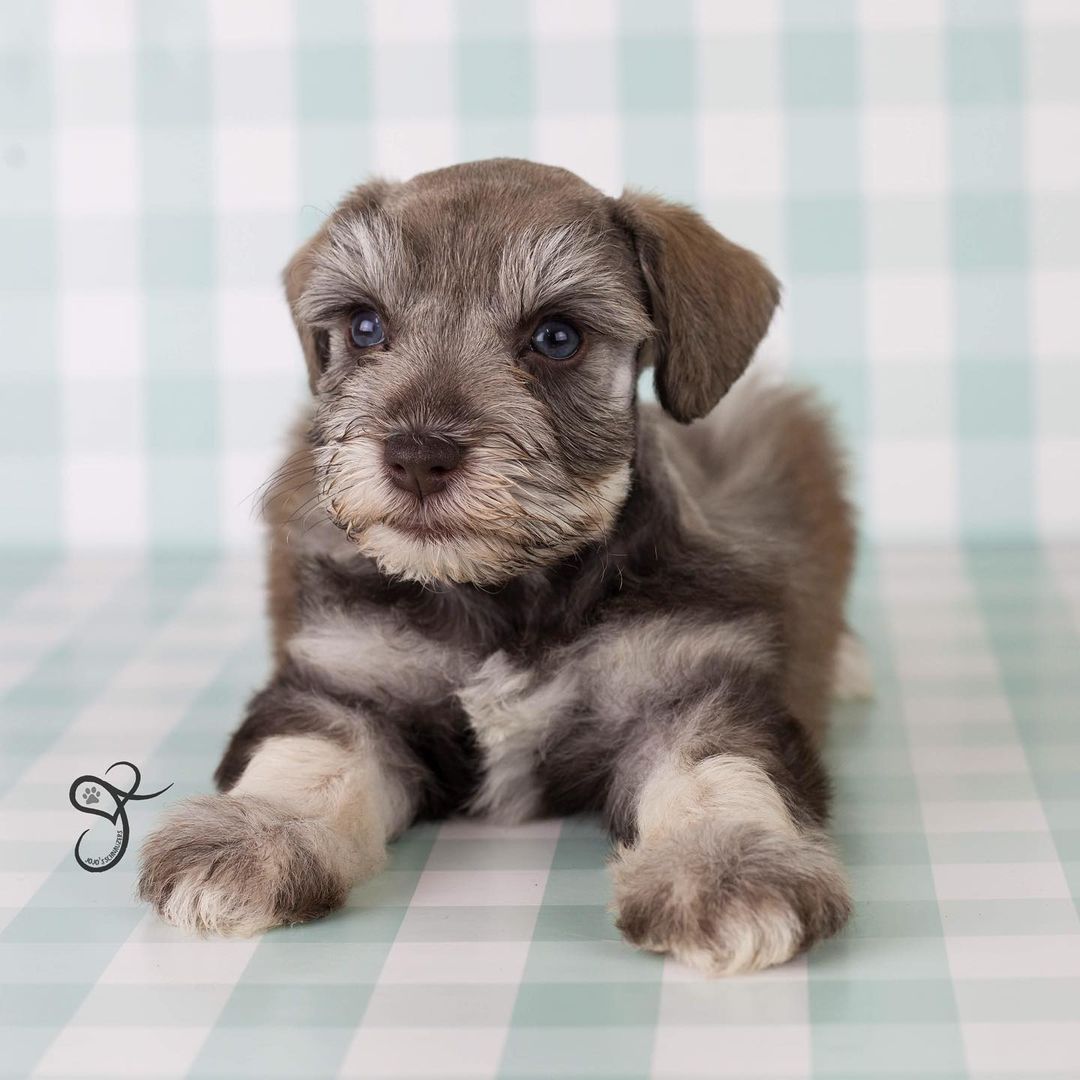schnauzer miniature for sale schnauzer miniature for sale