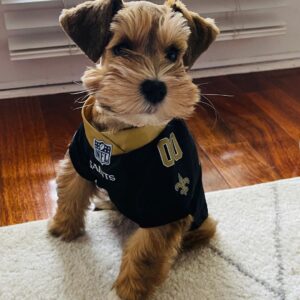 royal canin miniature schnauzer puppy