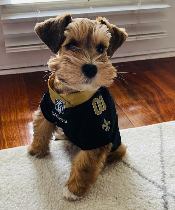 royal canin miniature schnauzer puppy