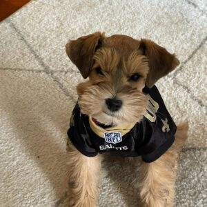 royal canin miniature schnauzer puppy