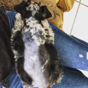 miniature schnauzer breeders near me