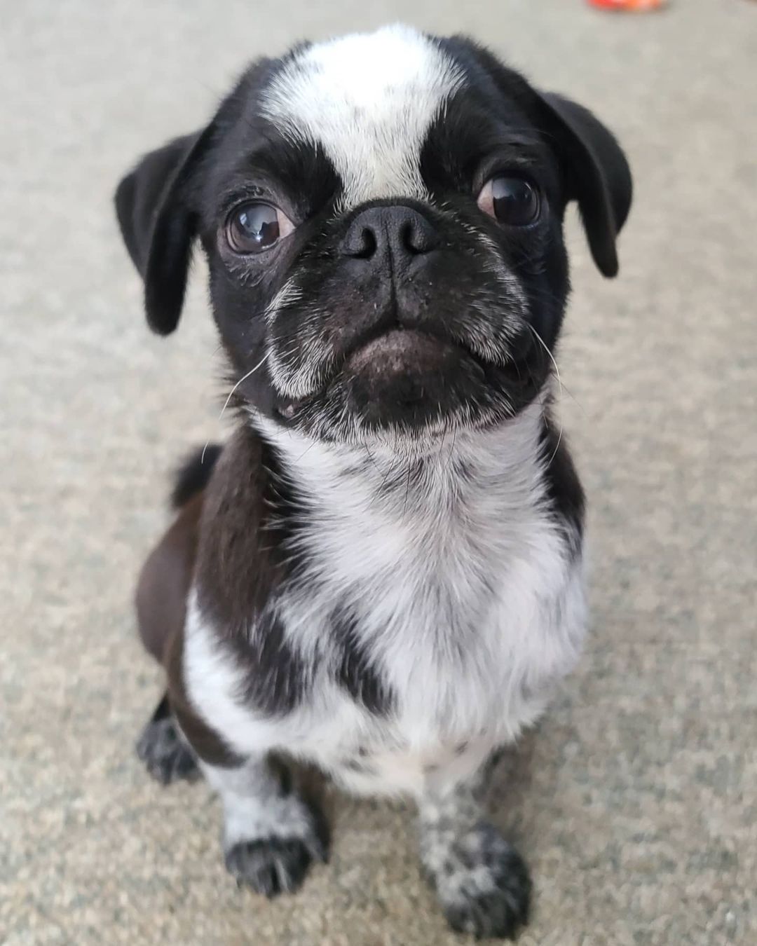 craigslist pug puppies craigslist pug puppies