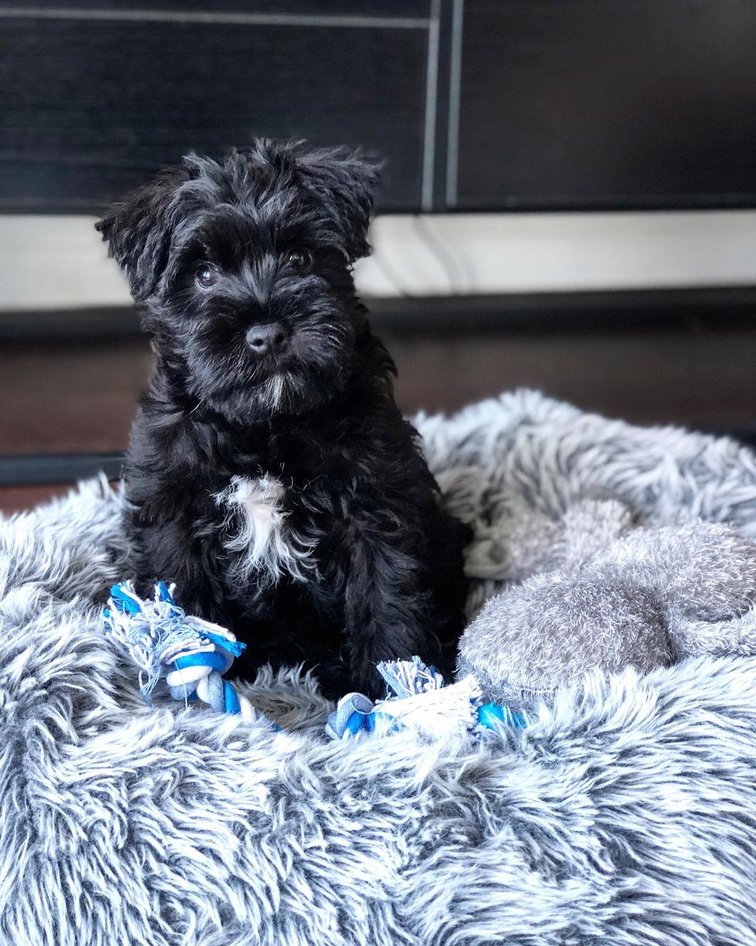 black miniature schnauzer puppies black miniature schnauzer puppies