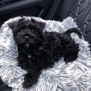 black miniature schnauzer puppies