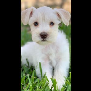 schnauzers for sale near me