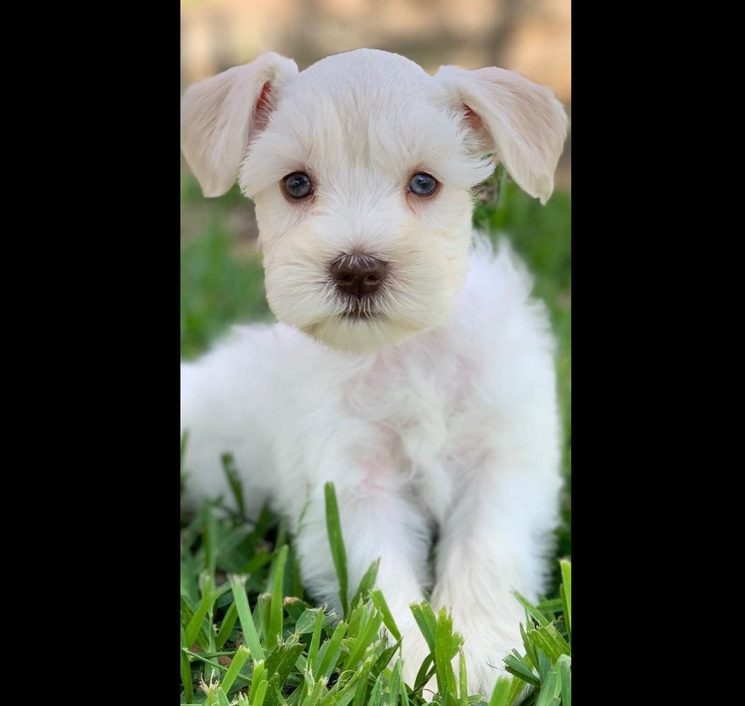 schnauzers for sale near me schnauzers for sale near me