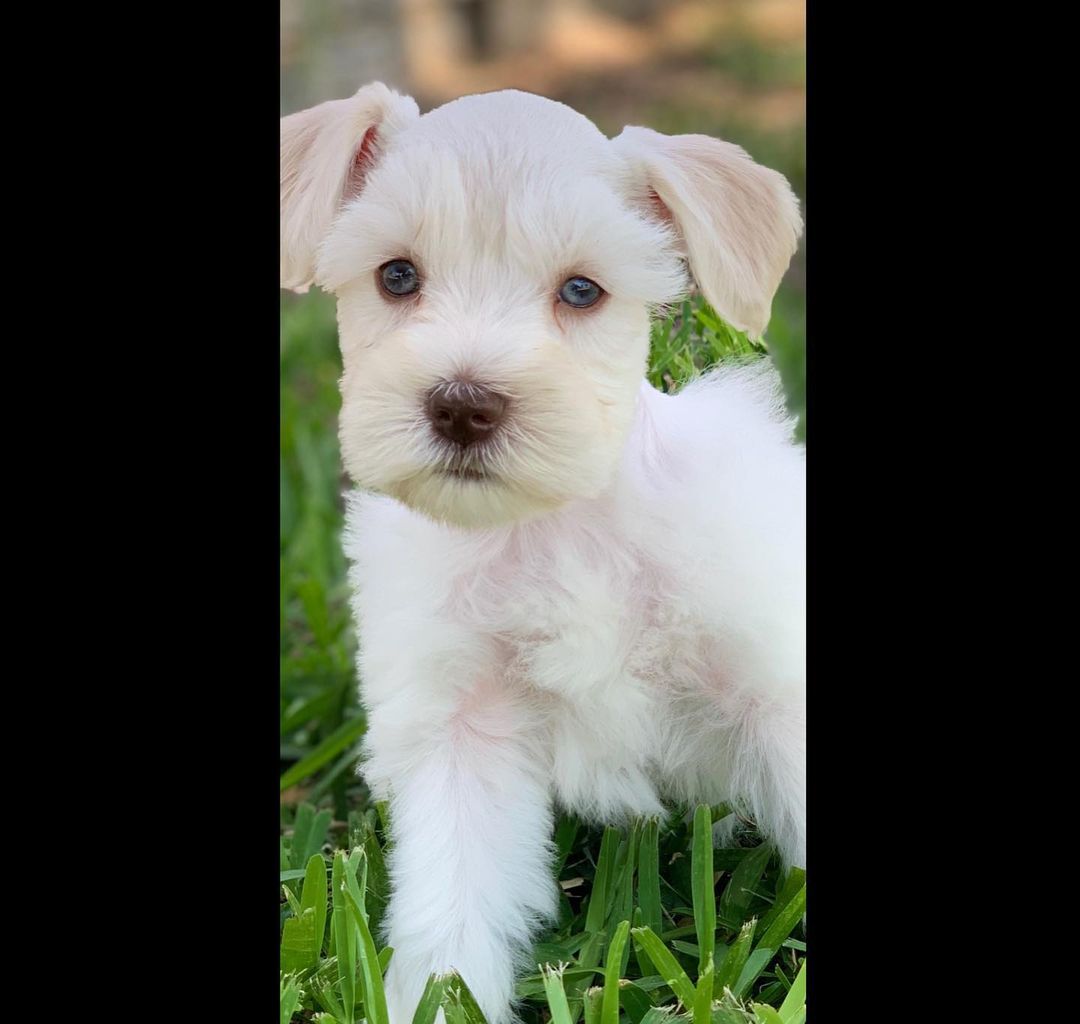 schnauzers for sale near me schnauzers for sale near me