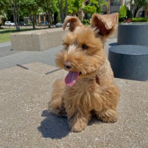 miniature schnauzer puppies $400 texas