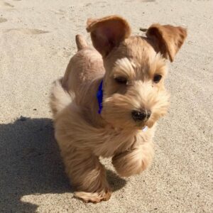 miniature schnauzer puppies $400 texas