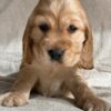 mini goldendoodle NC