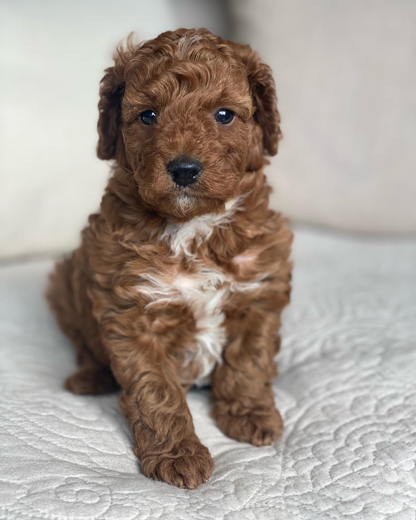 prestige_puppies_1652209920660366