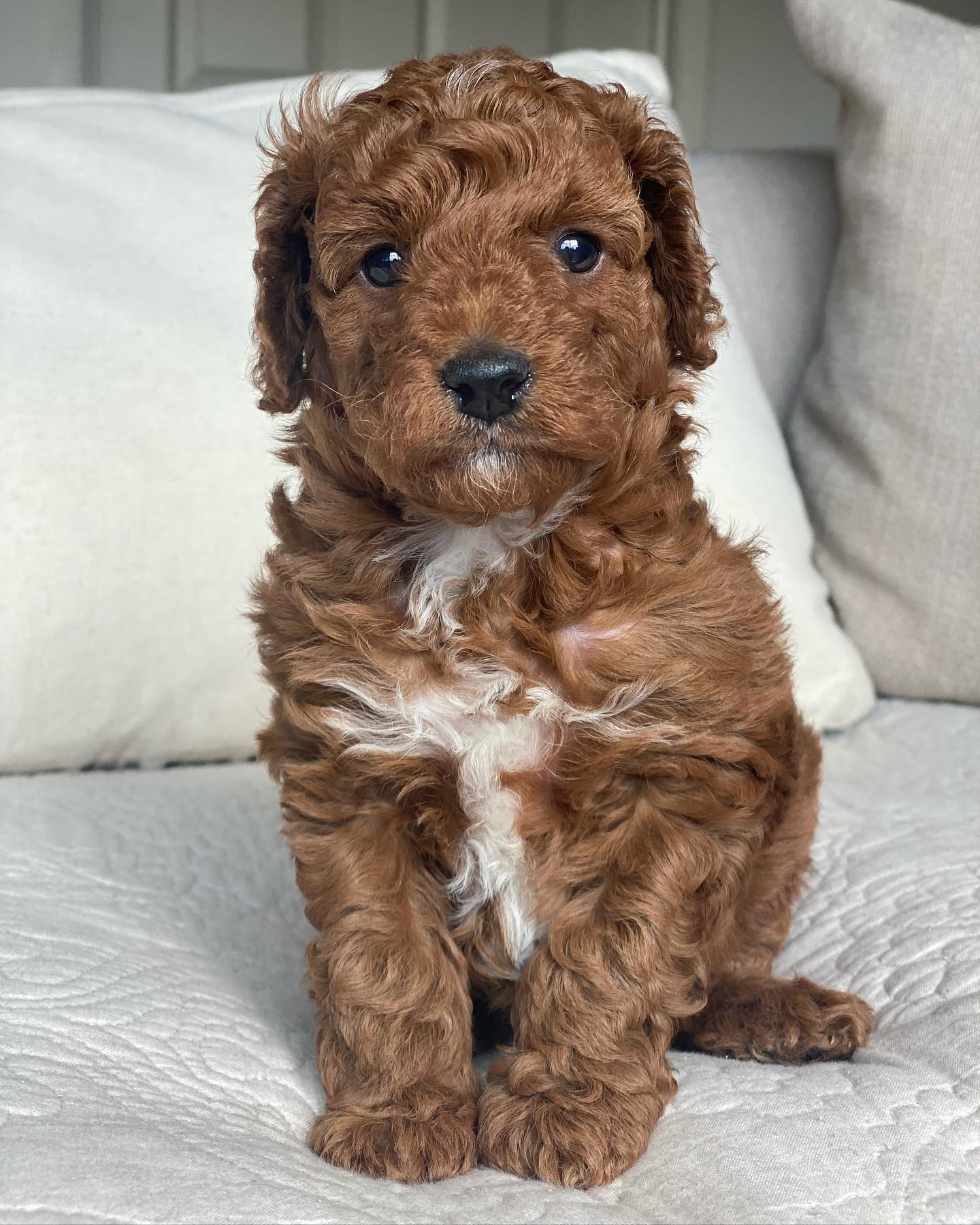medium goldendoodle for sale medium goldendoodle for sale