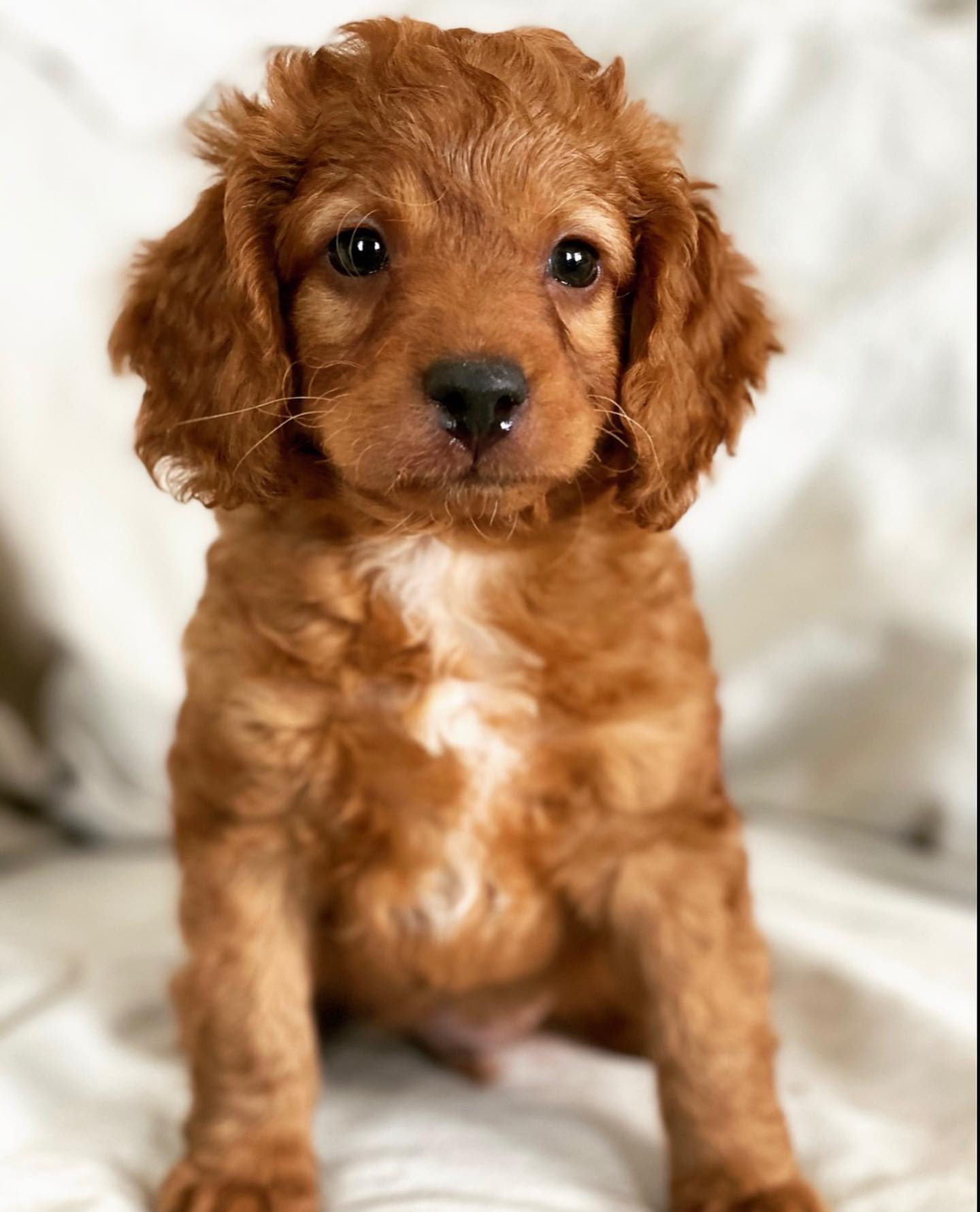 cheap goldendoodle puppies for sale cheap goldendoodle puppies for sale