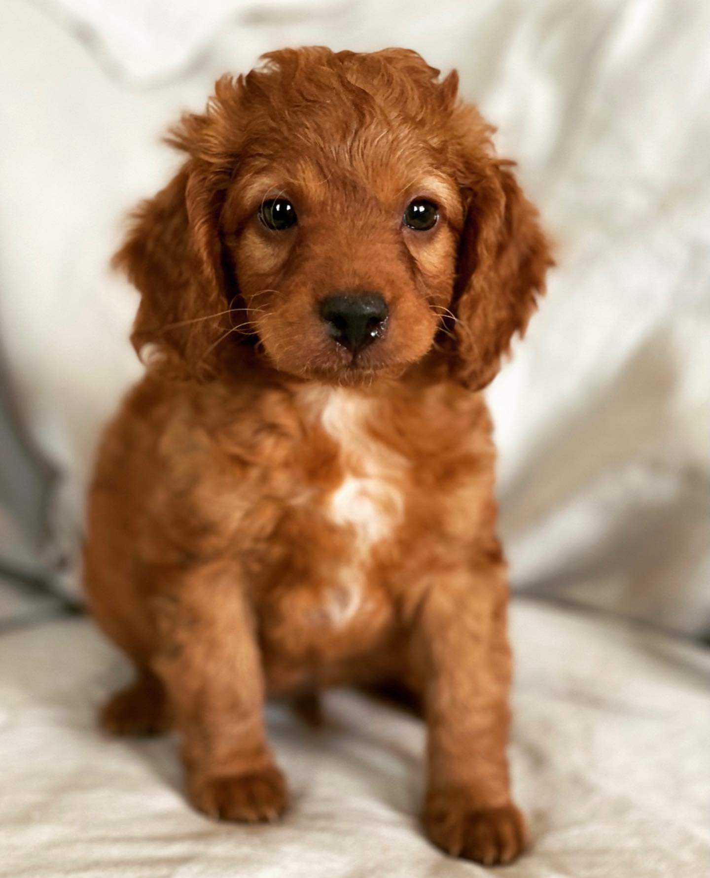 prestige_puppies_1652210066908721