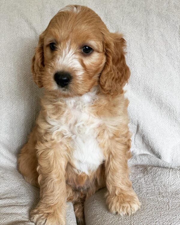 f1b goldendoodle for sale