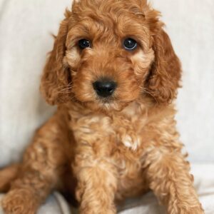 teacup mini goldendoodle