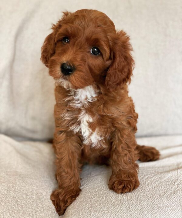 mini goldendoodle for sale near me