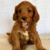 Goldendoodle puppies for sale near me