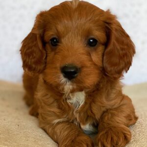 mini goldendoodle for sale