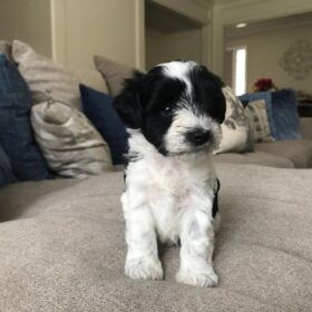 miniature schnauzers puppies for sale miniature schnauzers puppies for sale