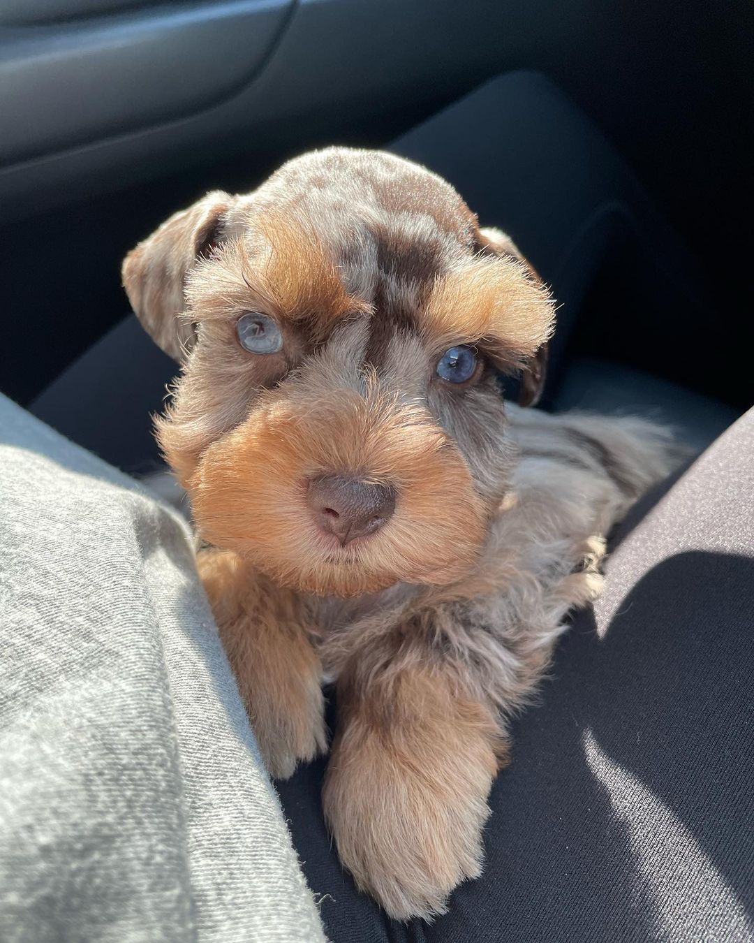 schnauzer rescue near me schnauzer rescue near me