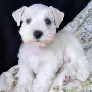 miniature schnauzer price