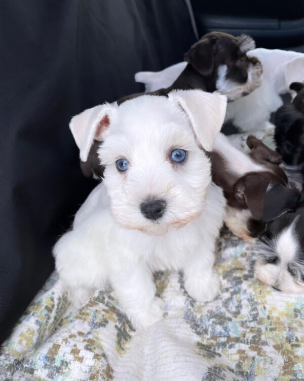 miniature schnauzer price