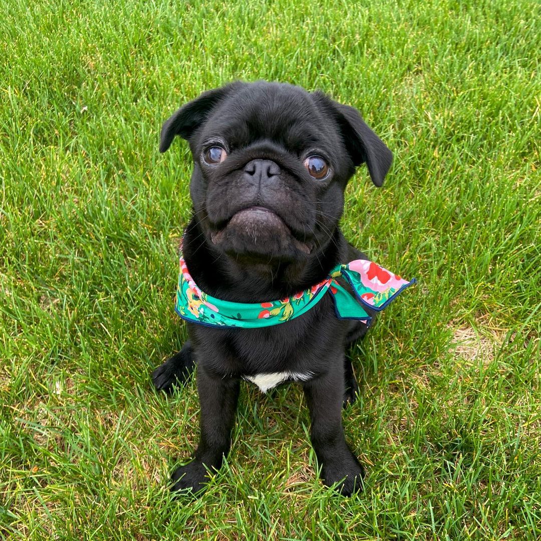 pug puppies for sale in florida pug puppies for sale in florida