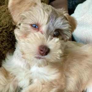 miniature schnauzer breeders