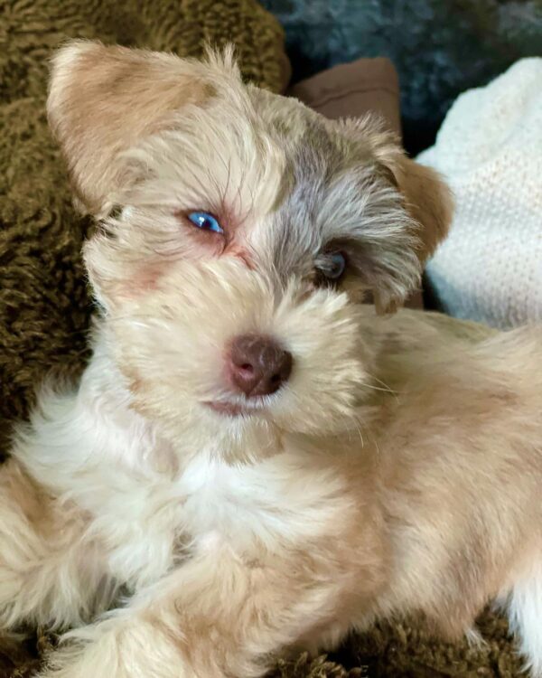miniature schnauzer breeders