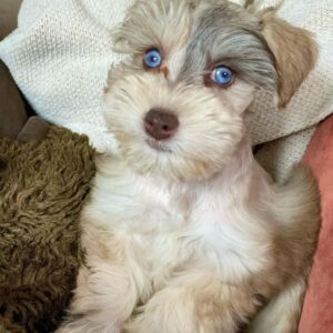 miniature schnauzer breeders