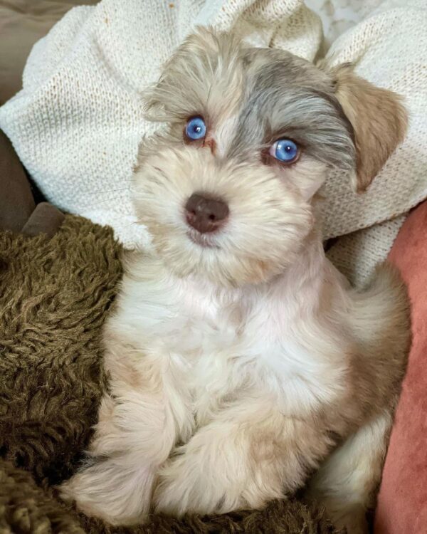 miniature schnauzer breeders